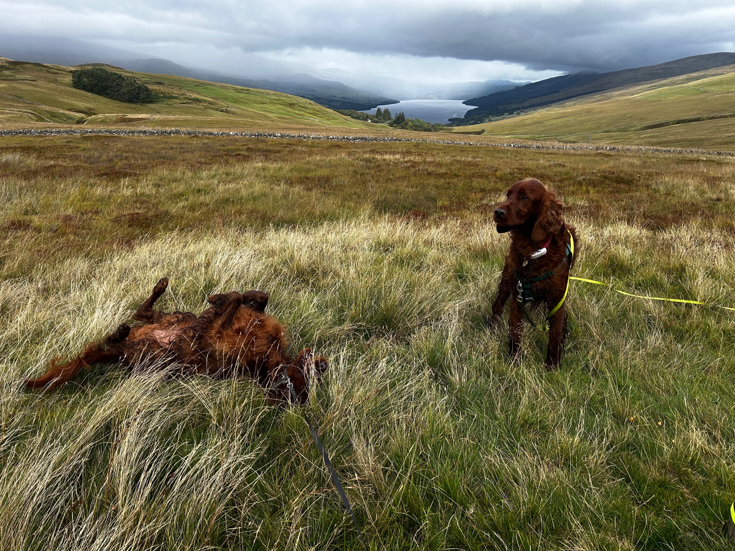 Photo from Andy and Janice Dickson with Jimi n Juno's trip on Rob Roy Way