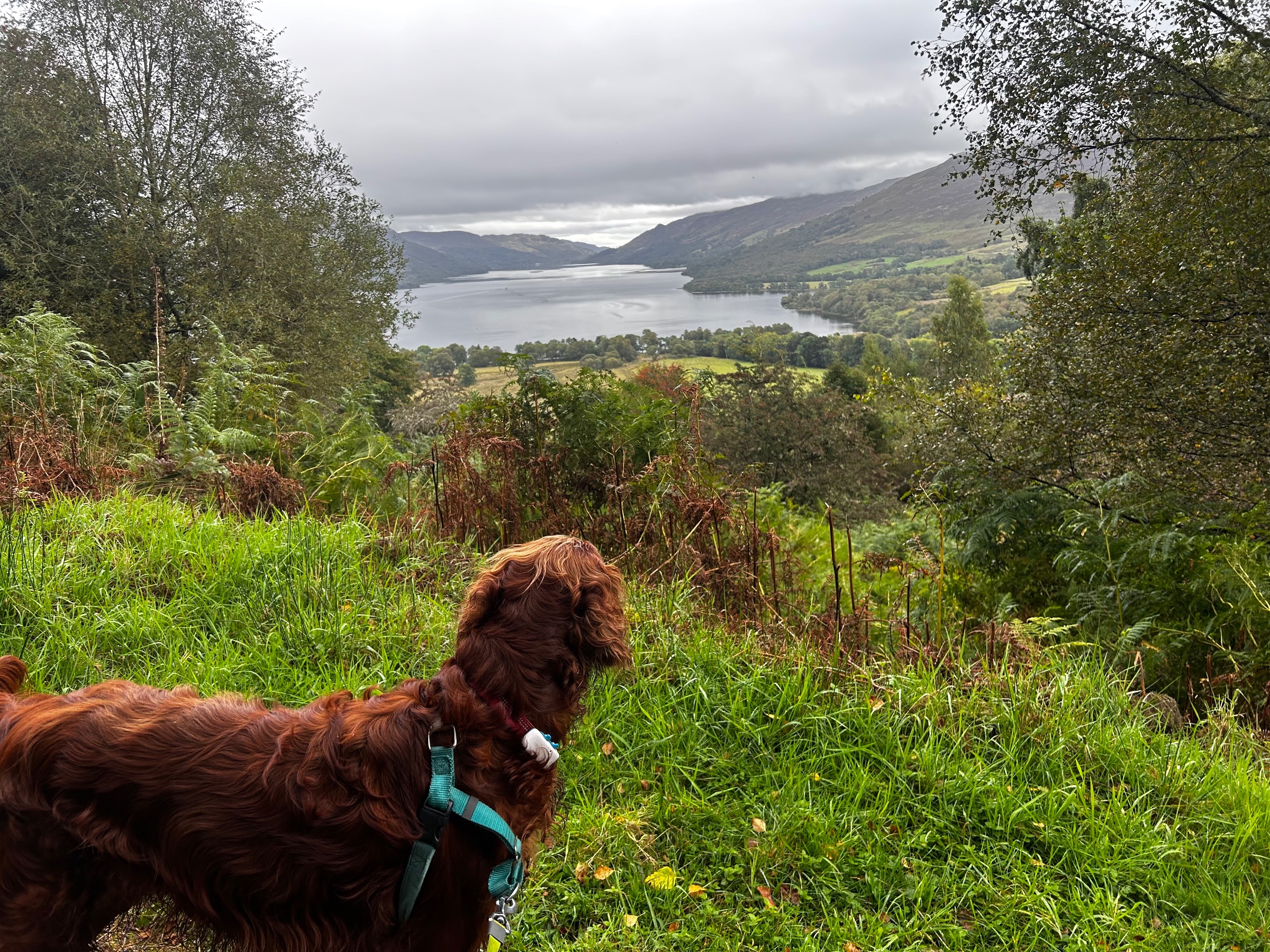 Photo from Andy and Janice Dickson with Jimi n Juno's trip on Rob Roy Way